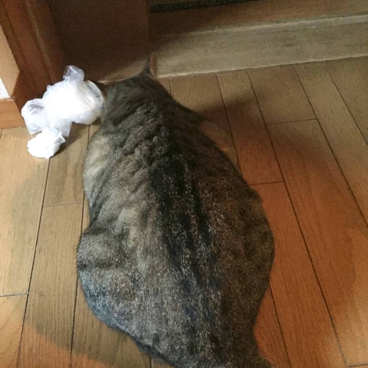 F4184033 abba 4369 b257 f3c028792dd0 1509264545853