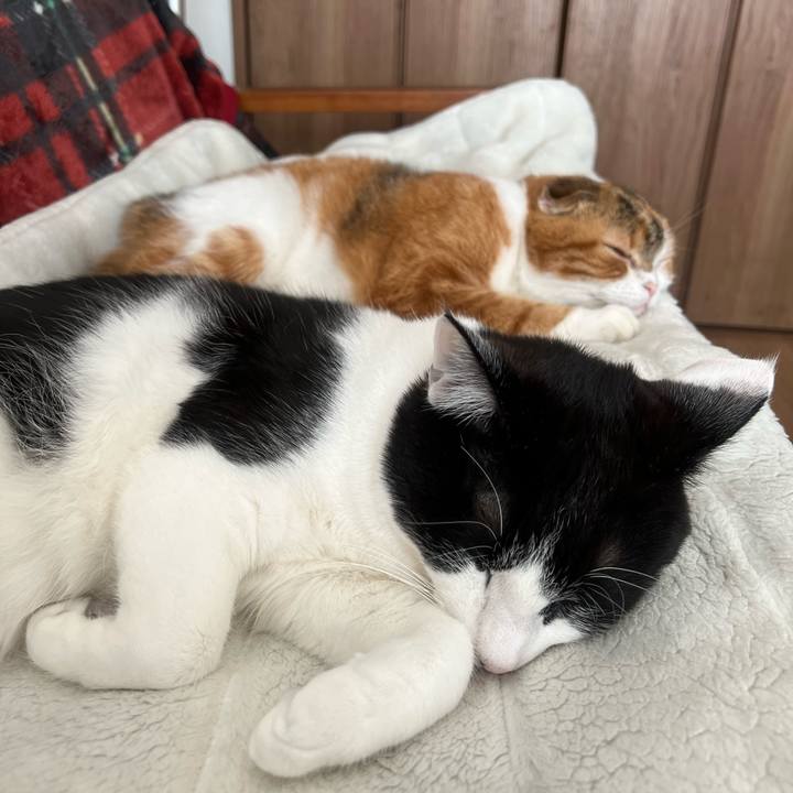 F419f1ad 817e 4d5c 9c23 4b3222a6a684 1640836724993