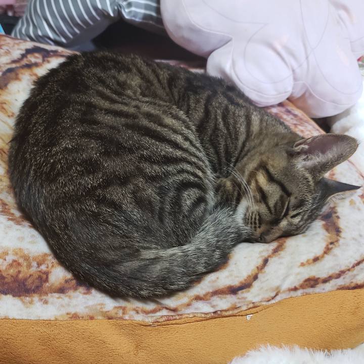 F4206995 ce2d 4028 9f28 d28a1cc1b1f1 1545531706567