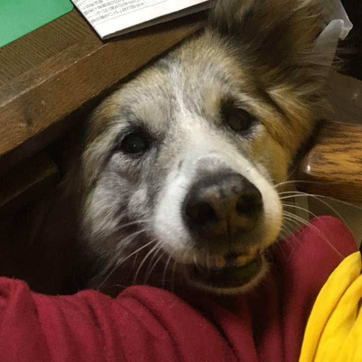 F420f0d8 d02d 42bd b32c 58778fb02a2f 1509710106186