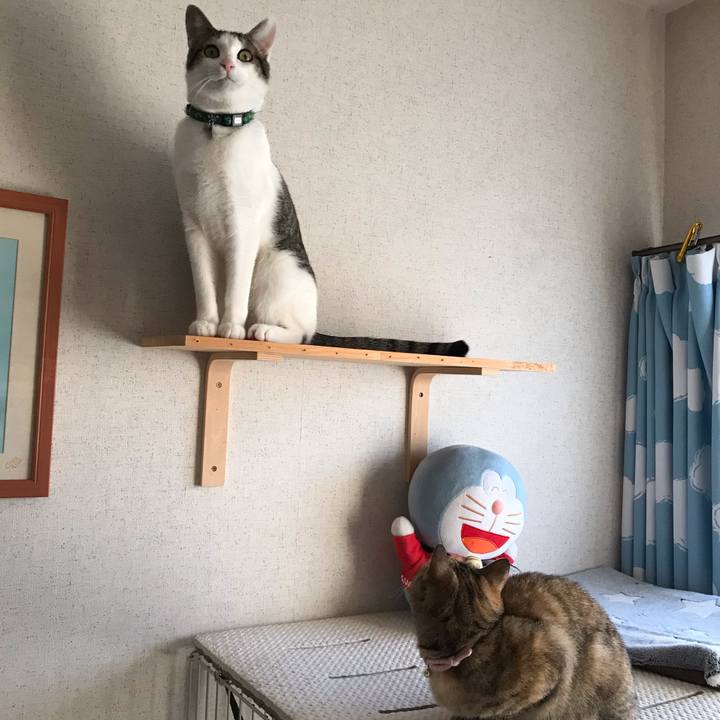 F4253797 a718 4b8d 86a7 85a71db79a3d 1546244872945