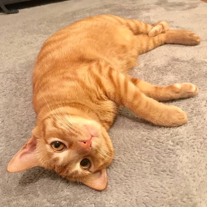 F4259a93 07f2 4fb1 9dc7 de6706702dcd 1590496115110