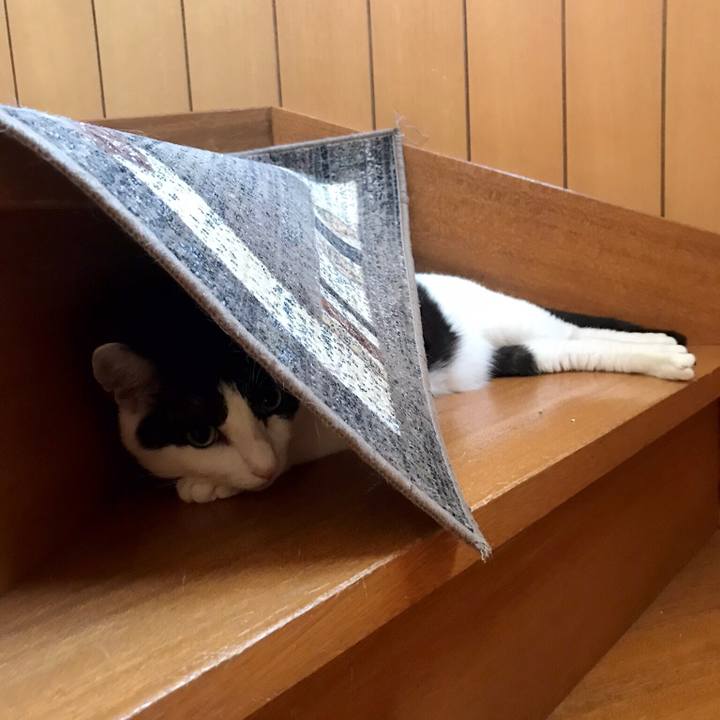 F430d220 372c 4468 9f37 0492d049be4e 1532651303894