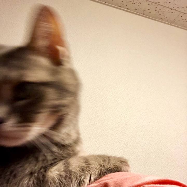 F4333292 b600 4794 ab72 659ab4ae9b02 1562685625150