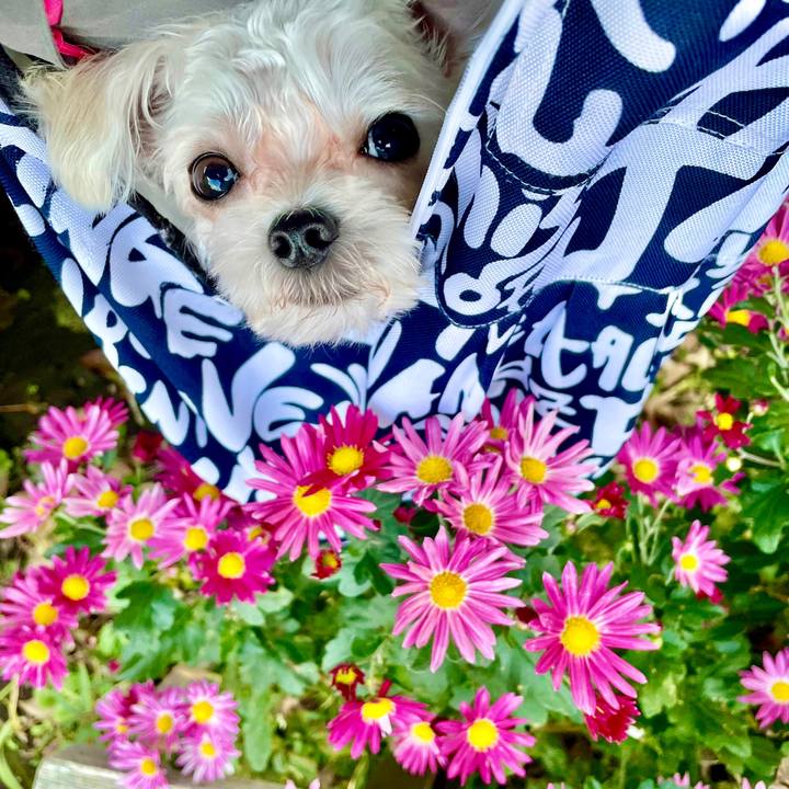 F434dc9b 76dc 41e4 9028 31263fb8ba63 1638506753406