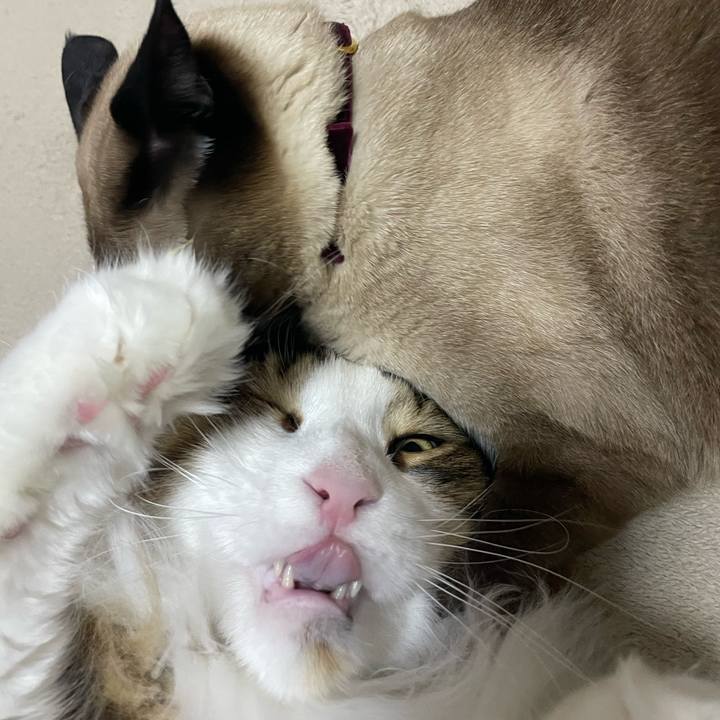 F4399cda 6fd0 45af 8fed f34346a63ec5 1746652894620