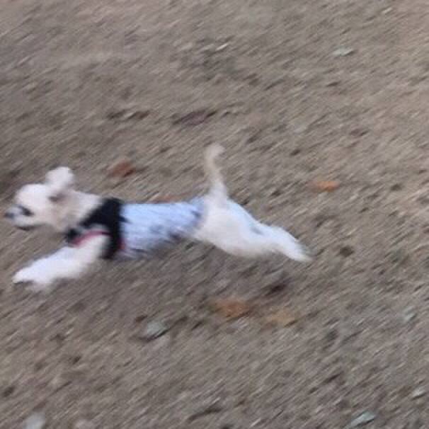 F43e8932 017b 49f1 b2d9 2f0eb7816244 1509451817744