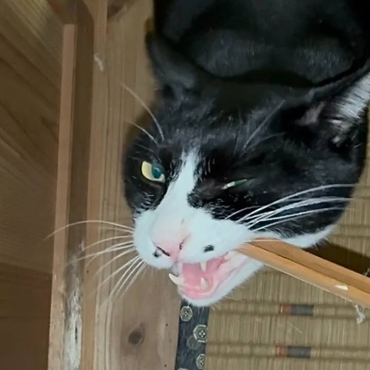 F43ffa5b 3642 42ce a96d 7764c511d4fc 1763635423564