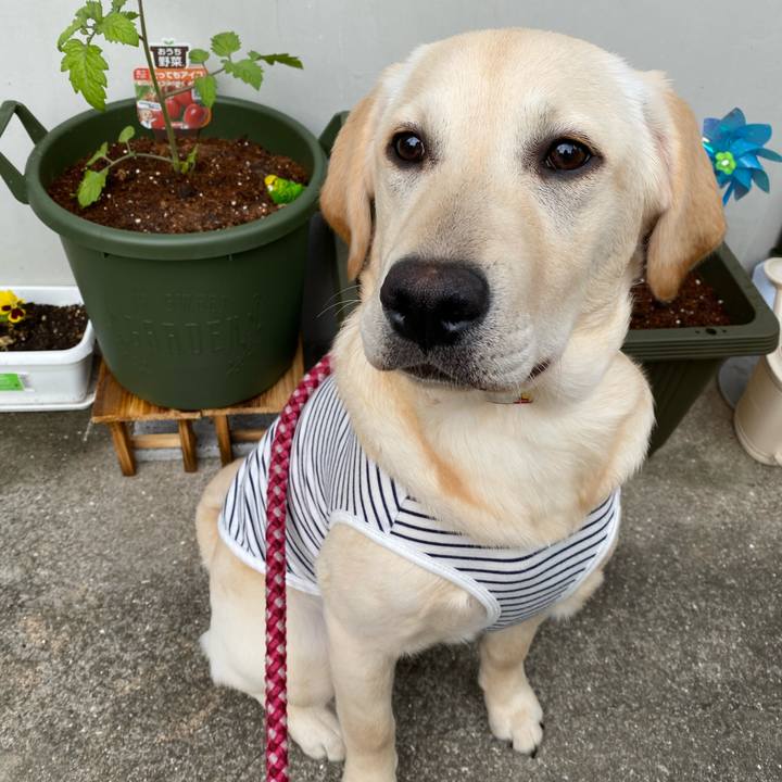 F4451bd3 3c1d 4c86 820f 1130f95a65de 1620467472987