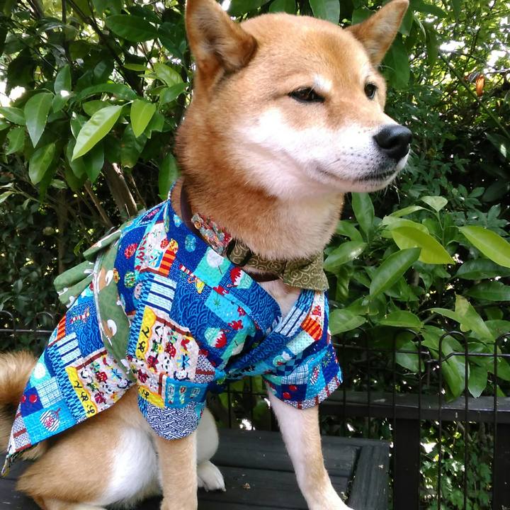 F4455be7 c9f6 4f10 84fc 7c7809c29741 1526872667110