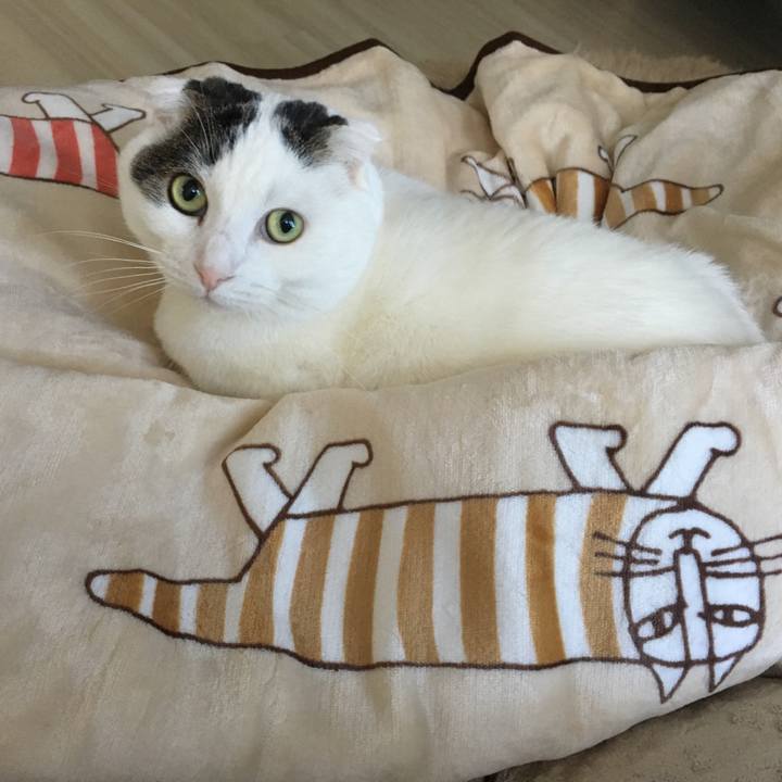 F4477f2a d49c 4b25 b165 dcbb997eec5f 1513481159832