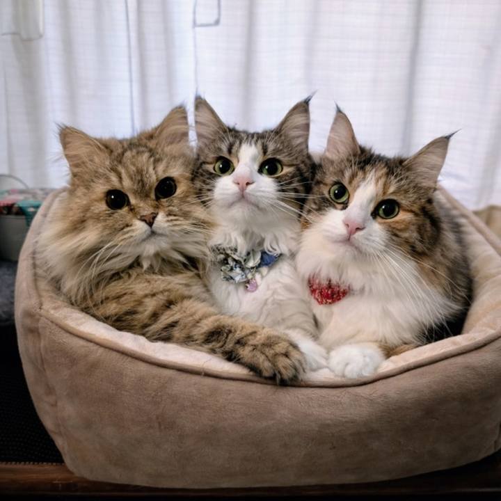 F44b86cd f22d 4a8d 8748 162212dd5173 1767760494538