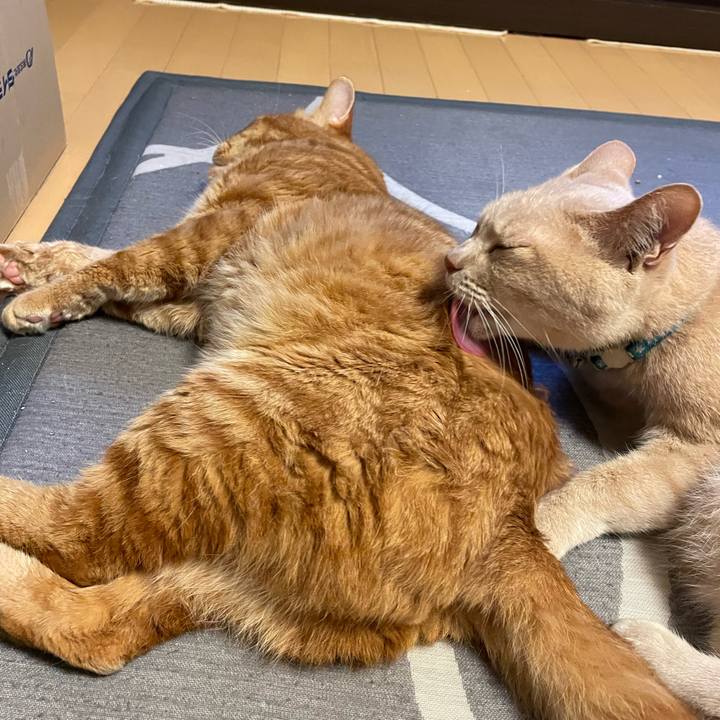 F44c327e 41d1 453e 8b90 68e152cbe6f8 1690371535307