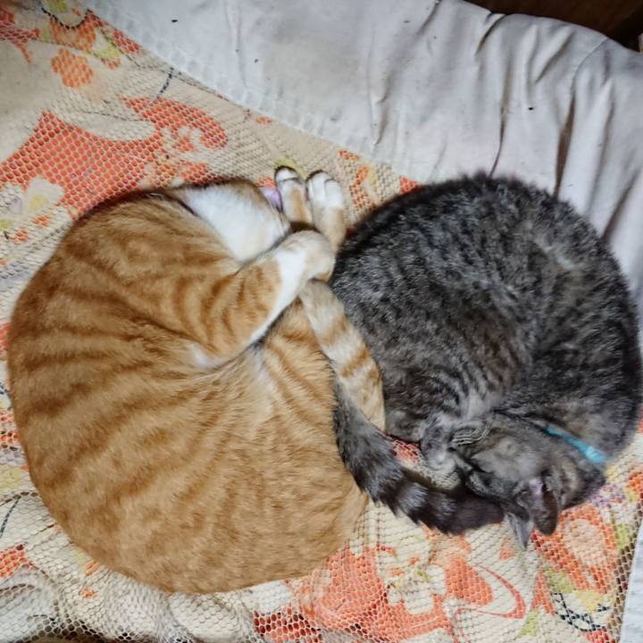 F44f58b4 19ab 4f36 82d1 3209bfc8fb32 1572871077433