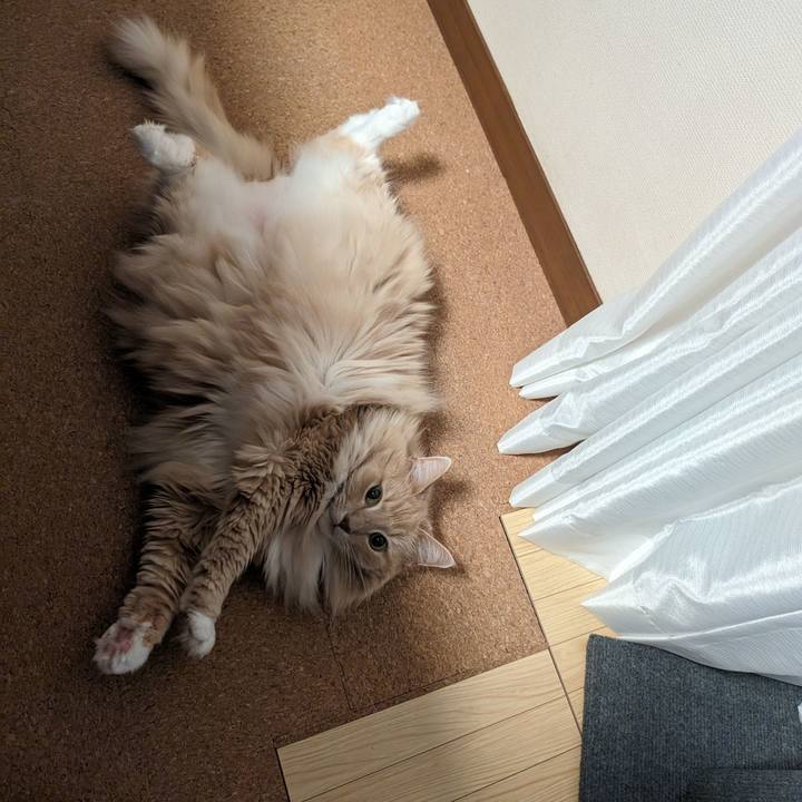 F451ab54 19ee 4d29 a8fc e0c04c79c63d 1715434604241