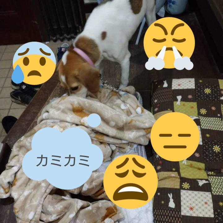 F451b72c 3433 4672 a2fe 26d593c95bb2 1584371965723