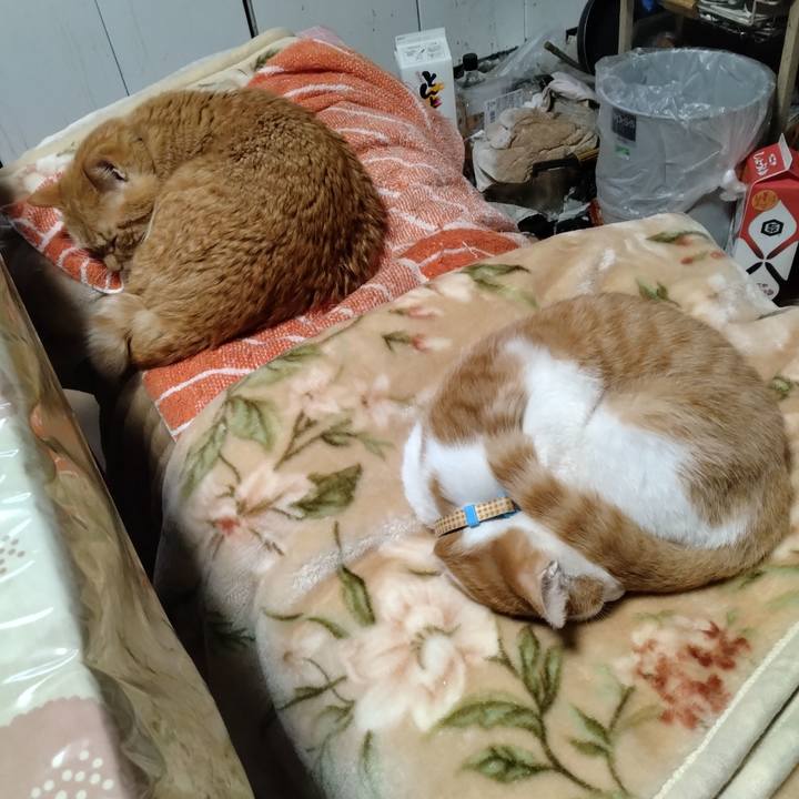 F454d3f4 ebac 47bd ae9e dbdafaa2c84b 1737619534793