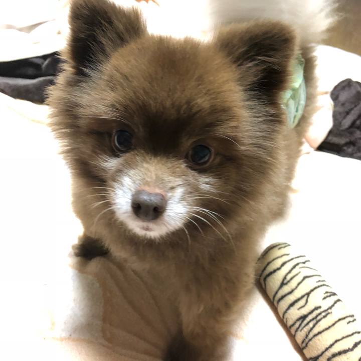 F4577c3f e42f 4b96 b7d5 4e86476c7838 1541296447136