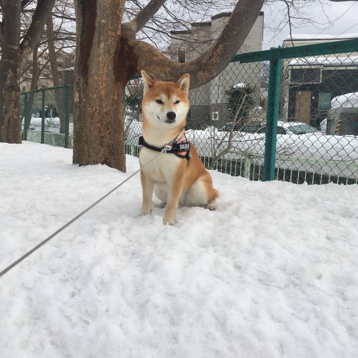 F458c454 b230 490c beb8 784807f6da1b 1520228304798