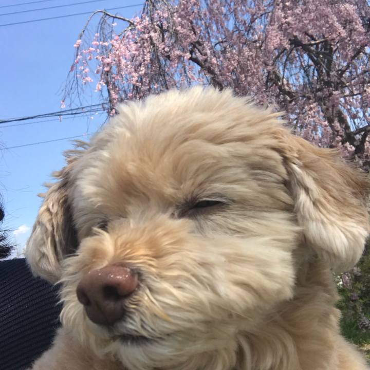 F4595c5d fe73 4ef7 b41b 5ff8265d017a 1522380532948