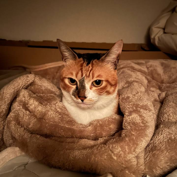 F45fa147 0358 4ab2 8cb2 da1ad2c8943b 1731536871464