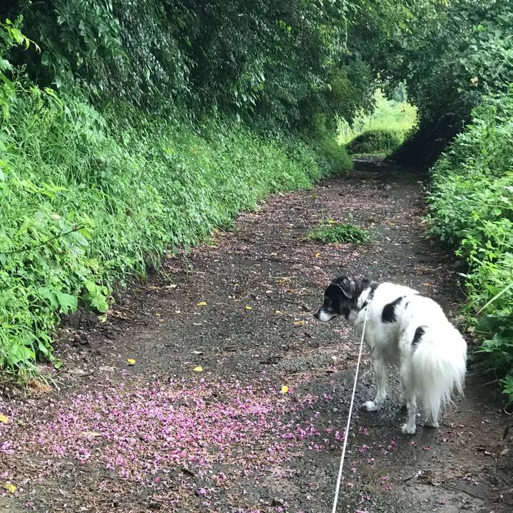 F4632621 70ee 4126 9ef8 9df3ce545c92 1535982198165