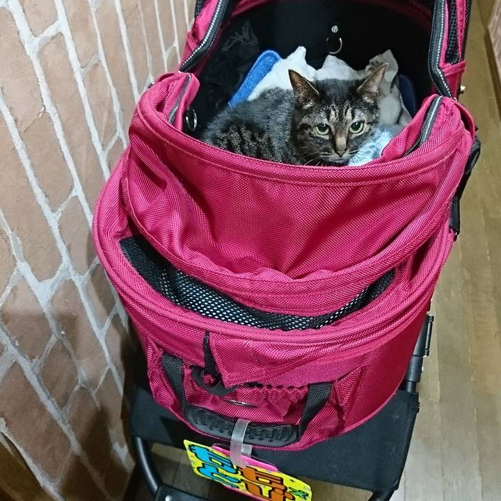 F4648355 b206 424f bed4 81be7e3f02c7 1589788981420