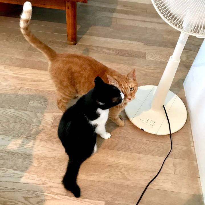 F4654917 506a 4f61 90c4 be7aa07a78a9 1532753875341