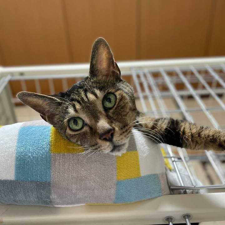 F46b343c 3306 472b b89f a0a0e5a1dda4 1620612095462