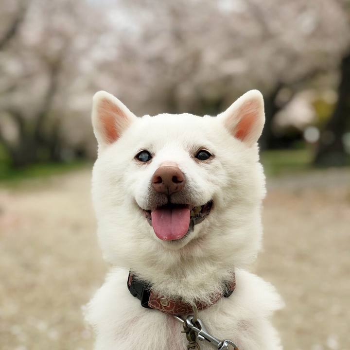 F46bde74 e5f3 4718 a3c8 45f8dfe5c6d3 1618620652271