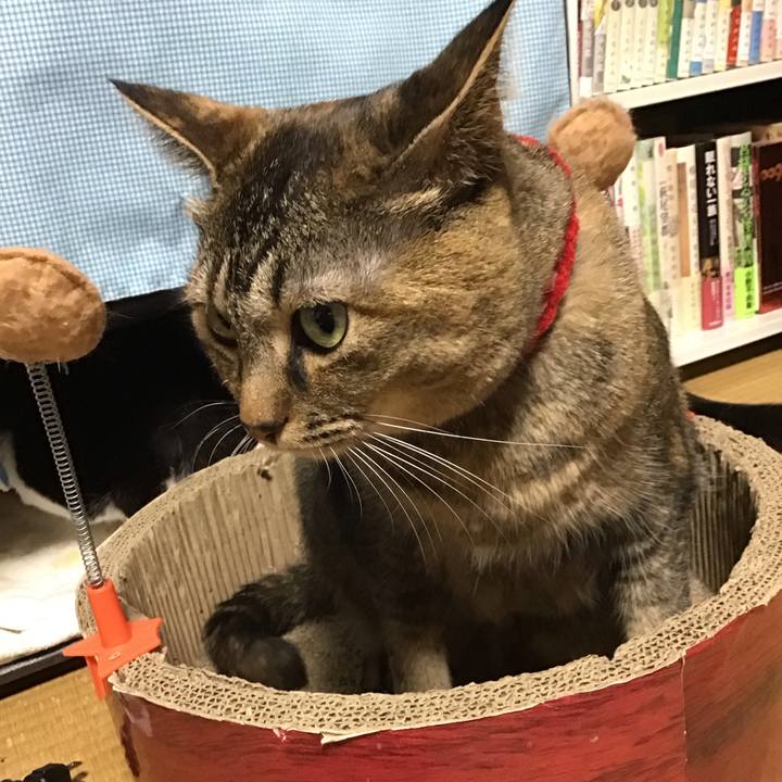 F46f0b68 82df 44ed b956 6686c7fe7370 1679746077533