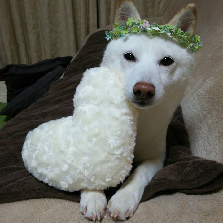 F46fa8a1 a14d 442d b7df c228b22e2970 1547903214010