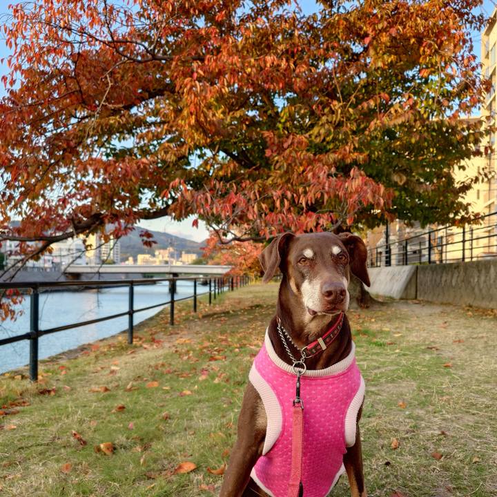 F4732e1c 3981 4fdf a05c c3cbaba556c7 1764127309444