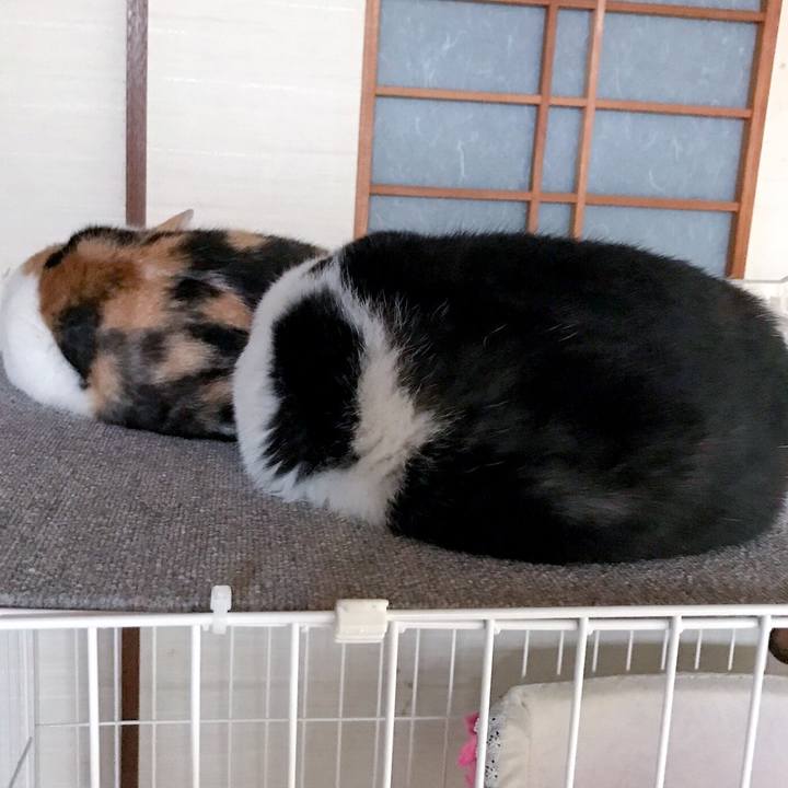 F4794785 d7e5 4c6d 92dd baeb3bec7dff 1509499086717