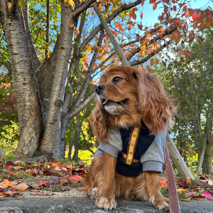 F47ca4b2 3a65 4c17 8700 c241acf85a19 1667694080933