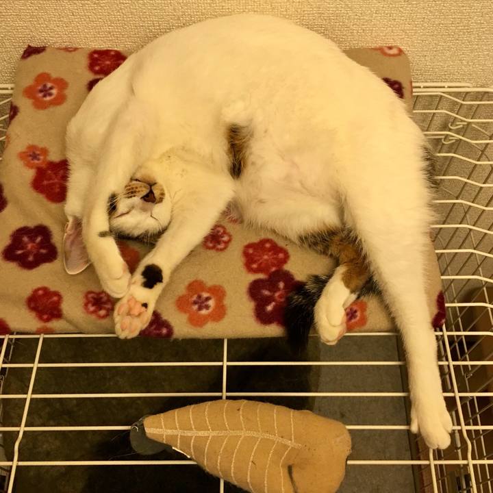 F4815e81 b336 475f b140 b34a3682bf69 1510838326025