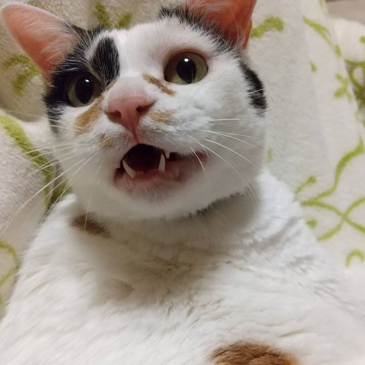 F484bfdd b26c 4508 aac1 93b9eb814f3b 1606735835542