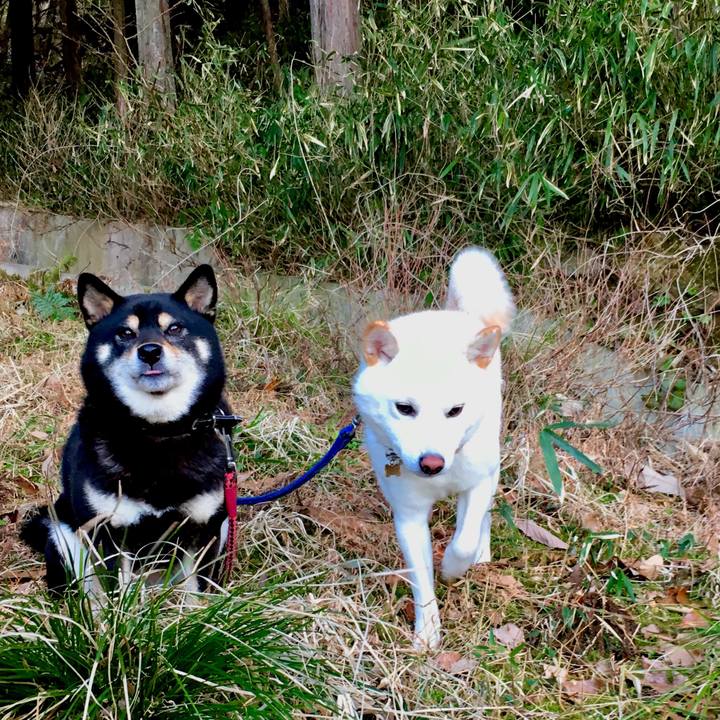 F48c6e27 7c53 4fa9 b003 32714295c205 1520156435032