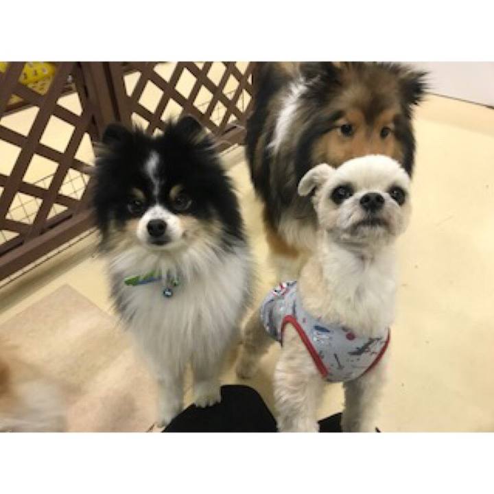 F49019ea 77cf 4086 bdc7 0e0800dfbeff 1550571616049