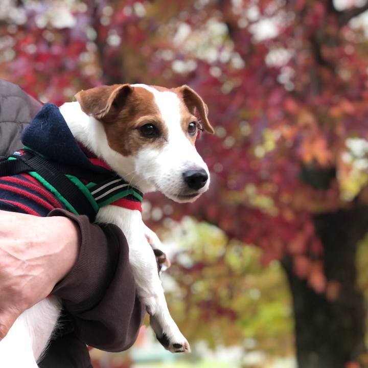 F4917e2e 2242 495d a921 b6d9338375ba 1731748029805