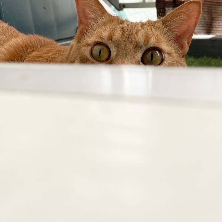 F4951fb7 74ba 403a b3fc 67163a86f469 1621051831104