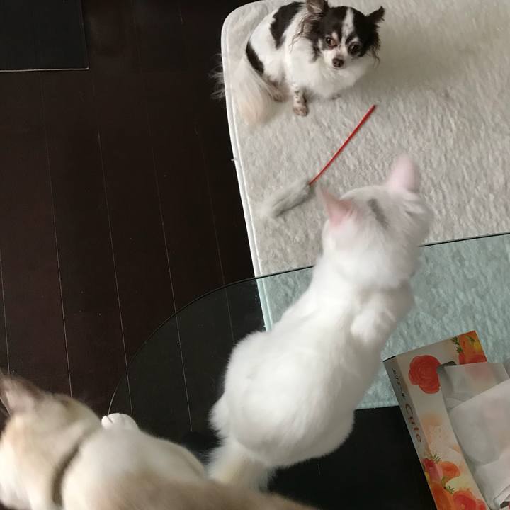 F498c434 3854 4f85 8456 dd59c0663324 1509426016378