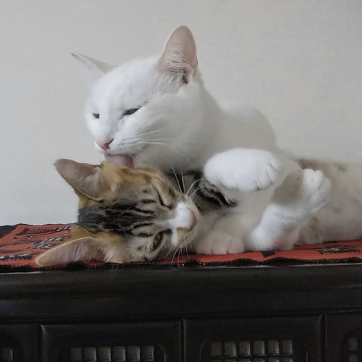 F49e37fd d087 4c9e 917f 11561764a22c 1629888123777