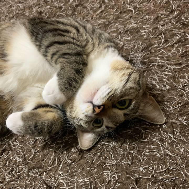 F4a4181e 921f 4ace a887 bf482f6e83e0 1553820548258