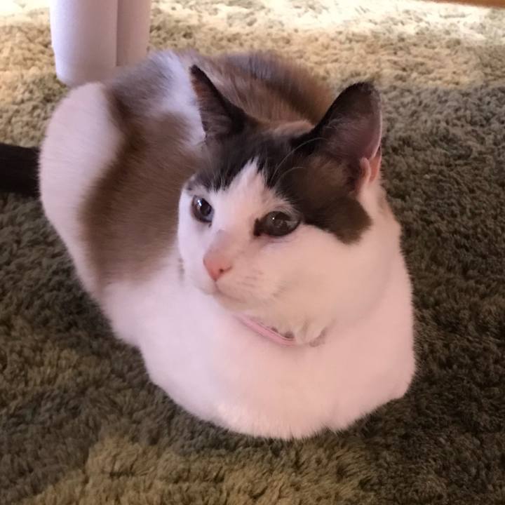 F4a7bb54 2ef2 4ac0 99c8 0d6aa475e2ac 1516532288041