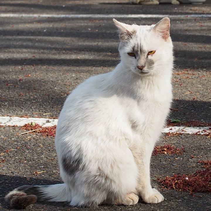 F4a7fe85 3c34 4710 8d00 9cc3c1d6aebb 1557653753582