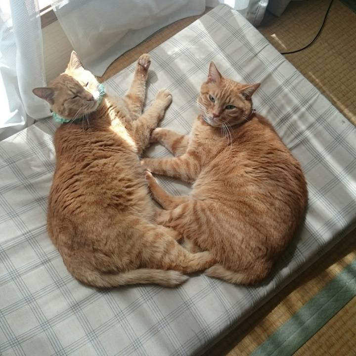 F4a81ab6 e44f 4cbf b4ab b6f2dc066ad0 1523758176603