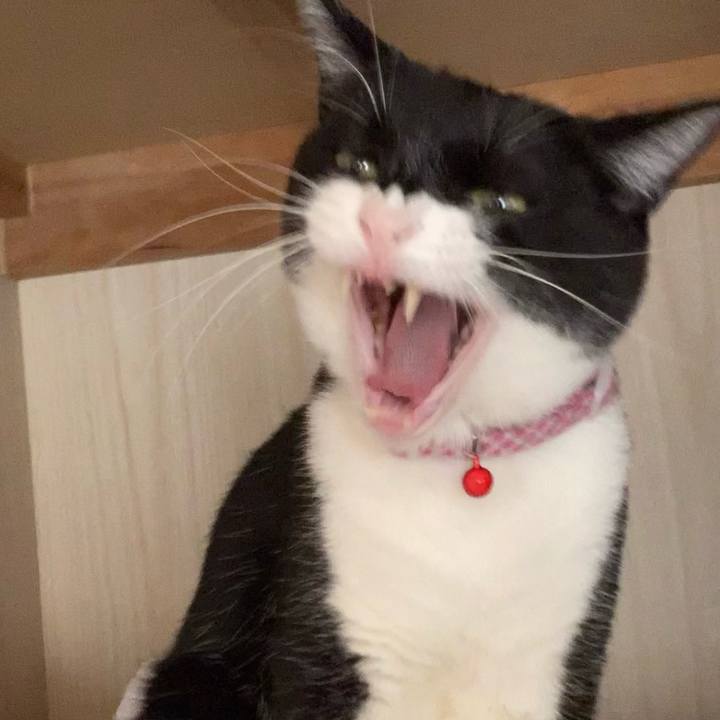 F4a8632d 5837 449a b3a1 6bfc29c88280 1619596270609