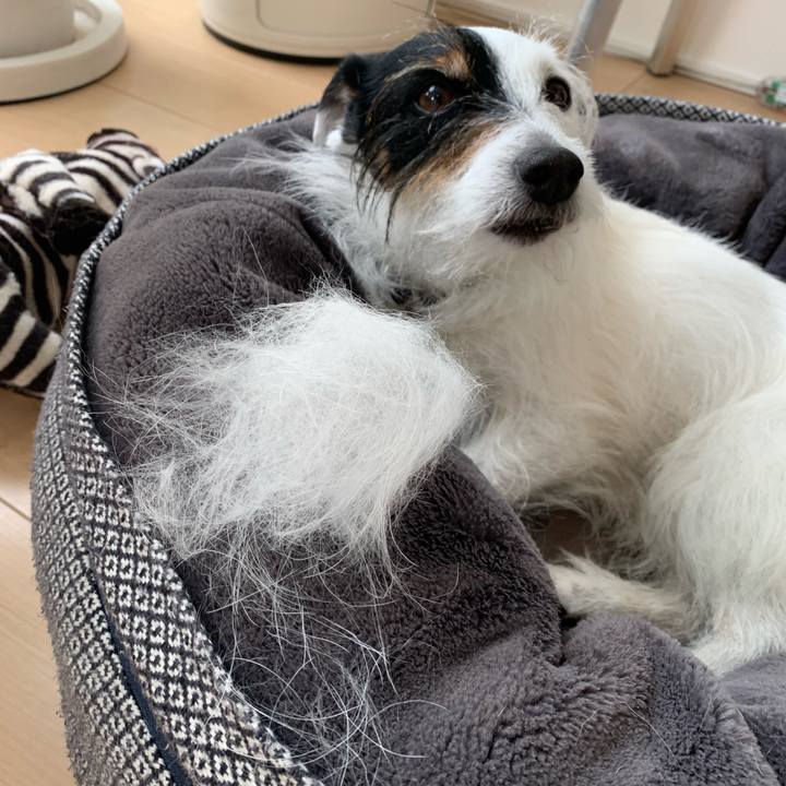 F4a8ccc8 0a96 42a4 81d4 2770fd51a13d 1682819890447