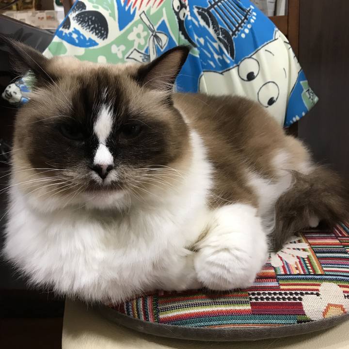 F4a8e74b cb82 41ed 86ad 9b50a37b9aad 1511094051604